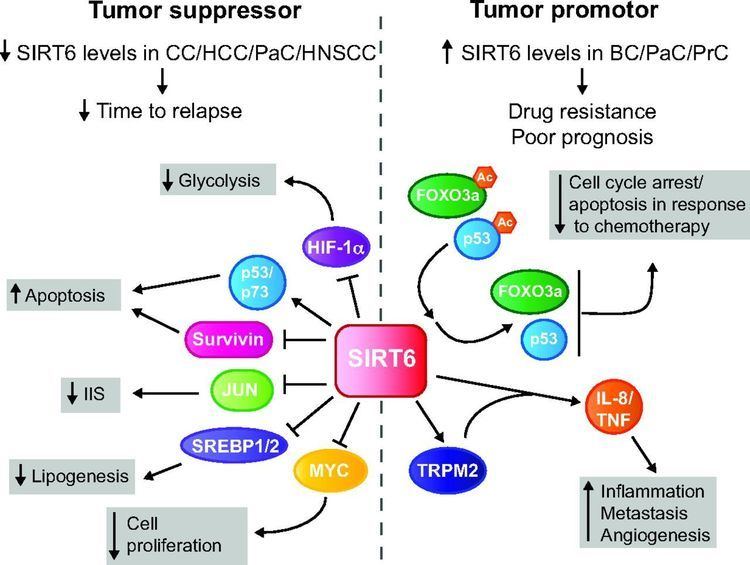 SIRT6 Interplay between sirtuins MYC and hypoxiainducible factor in
