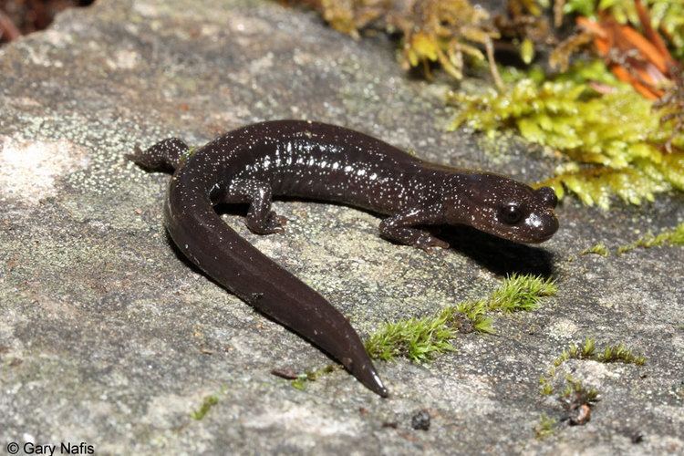 Siskiyou Mountains salamander wwwcaliforniaherpscomsalamandersimagespstormi