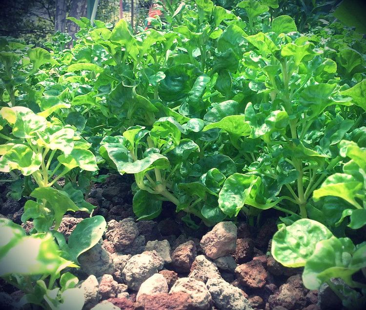 Sissoo spinach Sissoo Spinach Tropical Salad Greens Survival Gardener