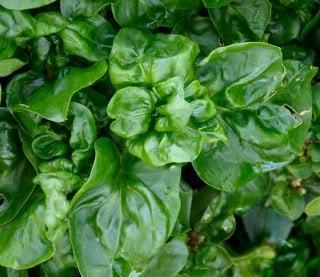 Sissoo spinach Brazilian Spinach Alternanthera sissoo van Veen Organics