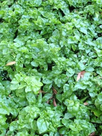Sissoo spinach Organic Brazilian Spinach Alternanthera sissoo plant herbcottage