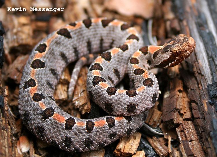Sistrurus Carolina pigmy rattlesnake Sistrurus m miliarius Flickr