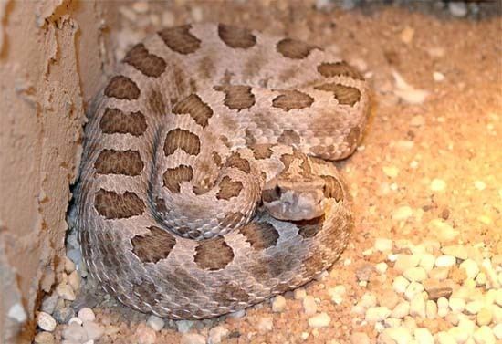 Sistrurus catenatus edwardsii Rattlesnake Pit die Klapperschlangen Seite