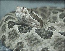 Sistrurus catenatus tergeminus httpsuploadwikimediaorgwikipediacommonsthu