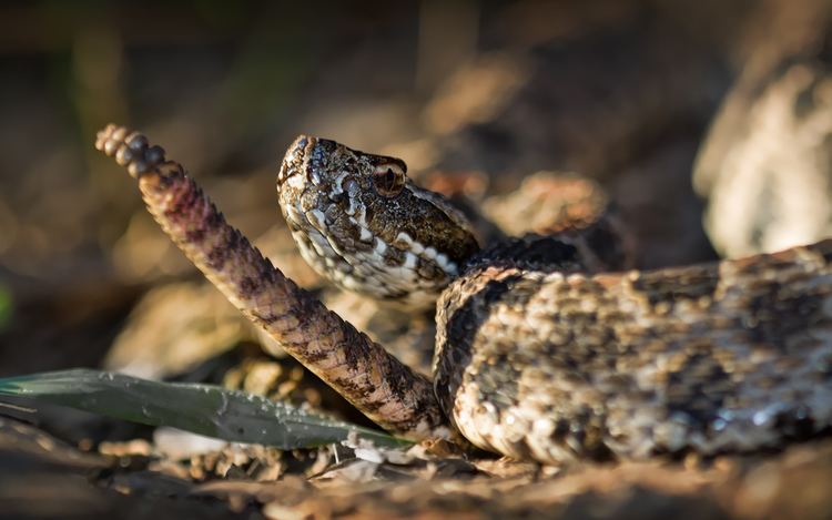 Sistrurus miliarius barbouri Dusky pygmy rattlesnake Sistrurus miliarius barbouri Flickr