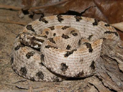 Sistrurus miliarius streckeri Southwestern Center for Herpetological Research Snakes of the
