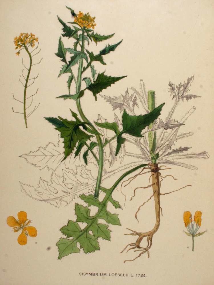 Sisymbrium Flora of North America Genus Sisymbrium