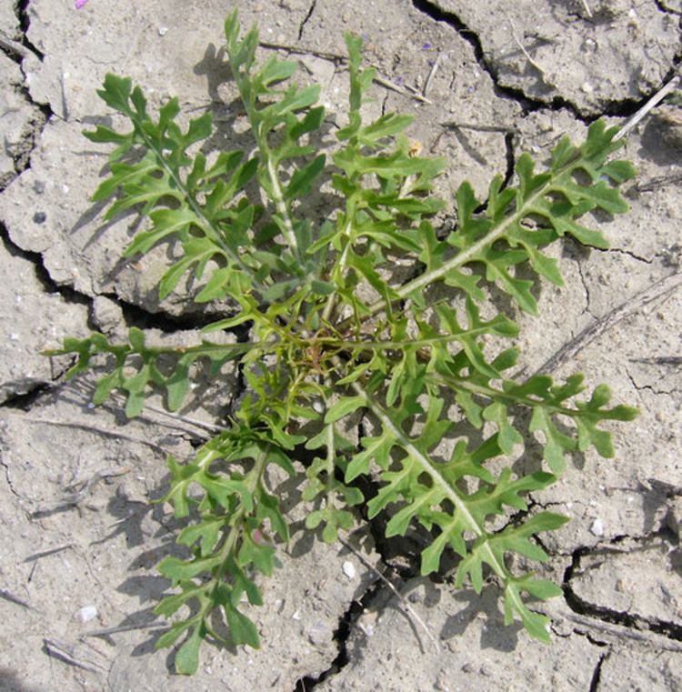 Sisymbrium irio Sisymbrium irio London hedgemustard Go Botany