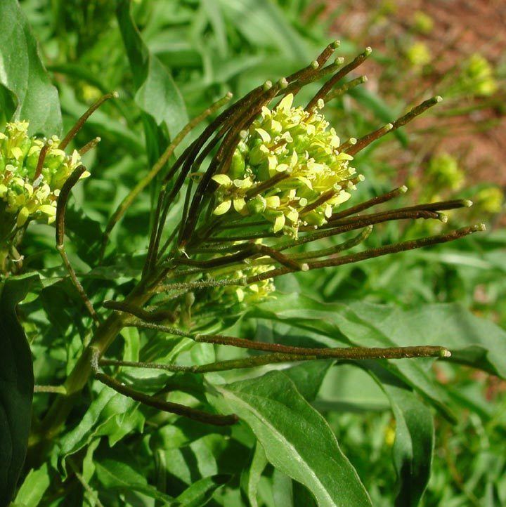 Sisymbrium irio SEINet Arizona Chapter Sisymbrium irio