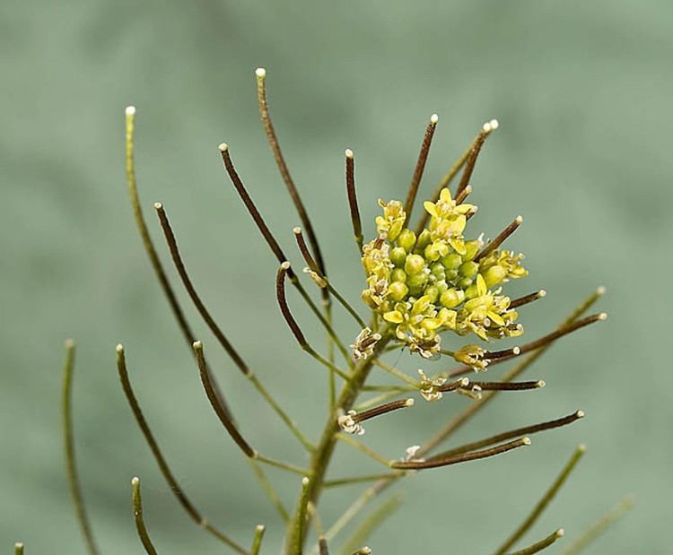 Sisymbrium irio Sisymbrium irio London hedgemustard Go Botany