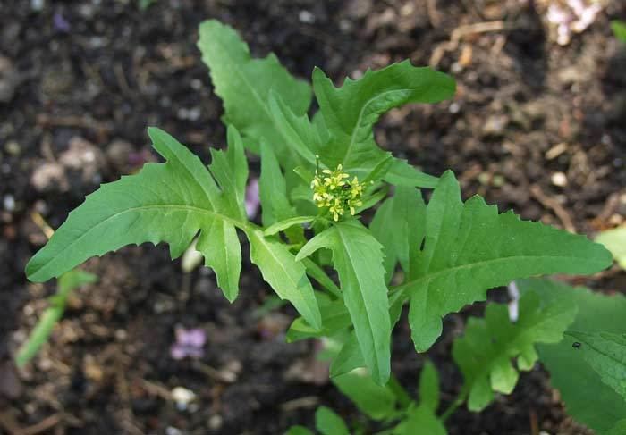 Sisymbrium irio Sisymbrium irio London rocket