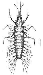 Sisyridae httpsuploadwikimediaorgwikipediacommonsthu