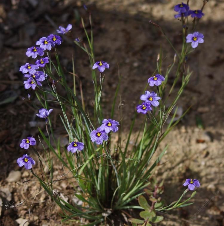 Sisyrinchium wwwlaspilitascomimagesgrid242410408imagesp