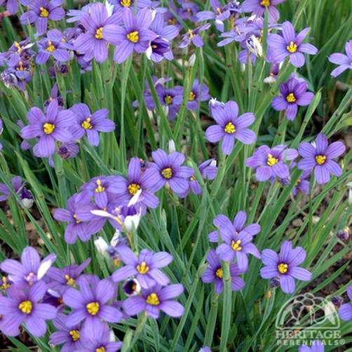 Sisyrinchium Plant Profile for Sisyrinchium angustifolium 39Lucerne39 Blueeyed