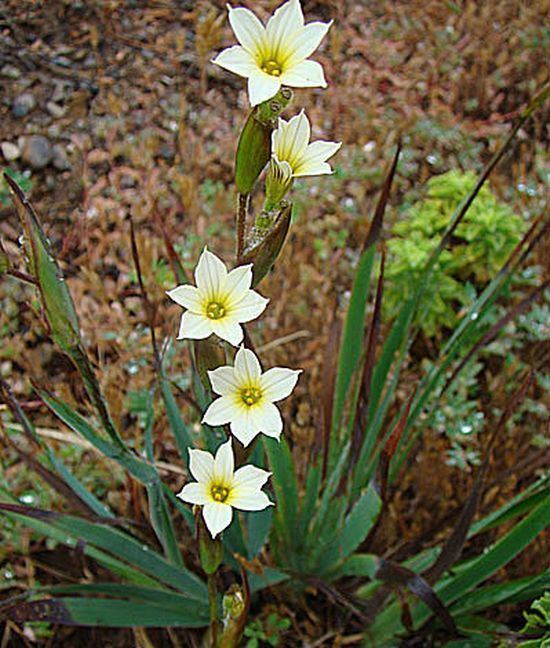 Sisyrinchium Sisyrinchium Plant How to Grow Blue Eyed Grass