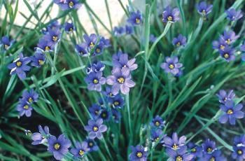 Sisyrinchium angustifolium Sisyrinchium angustifolium 39Lucerne39 Lucerne BlueEyed Grass