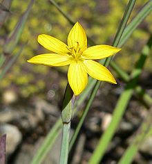 Sisyrinchium Sisyrinchium Wikipedia