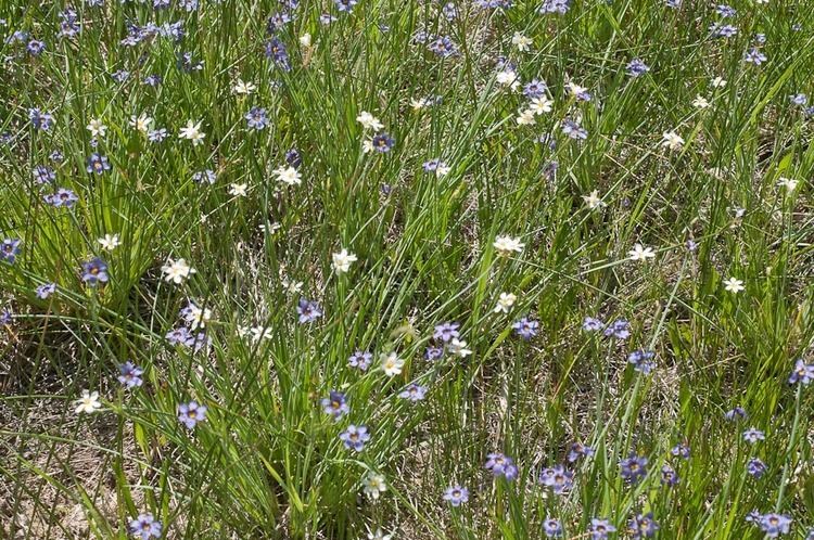 Sisyrinchium idahoense CalPhotos Sisyrinchium idahoense Idaho Blueeyed Grass