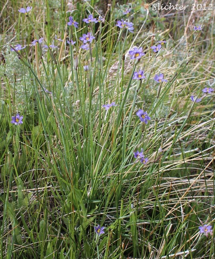 Sisyrinchium idahoense Blueeyed Grass Sisyrinchium idahoense