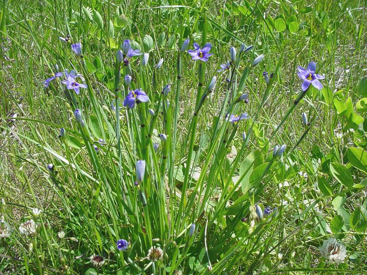 Sisyrinchium montanum Sisyrinchium montanum strict blueeyedgrass Go Botany