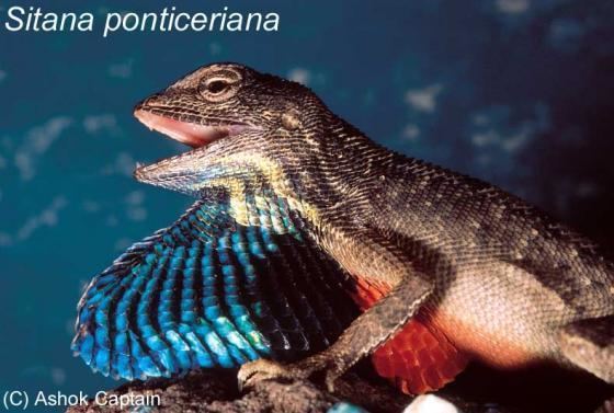 Sitana Sitana ponticeriana The Reptile Database