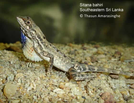 Sitana Sitana bahiri The Reptile Database
