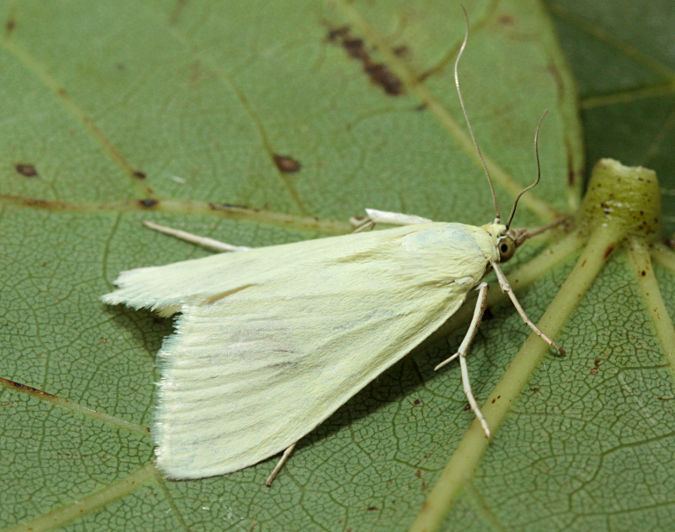 Sitochroa palealis Hants Moths 63014 Sitochroa palealis