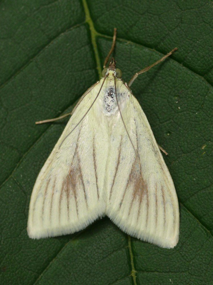 Sitochroa palealis FileSitochroa palealis 1 HSjpg Wikimedia Commons