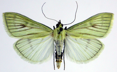 Sitochroa palealis Sitochroa palealis Insecta Lepidoptera Pyralidae
