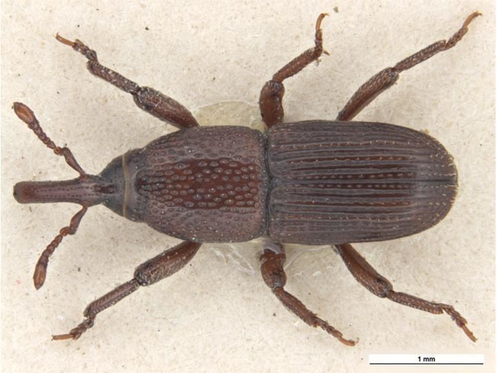Sitophilus granary weevil