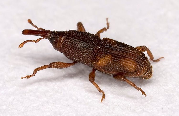Sitophilus Rice weevil Wikipedia