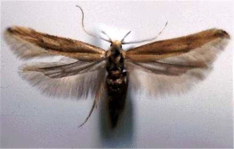 Sitotroga Factsheet Sitotroga cerealella Olivier 1789 Angoumois Grain Moth