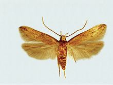 Sitotroga Angoumois grain moth Wikipedia