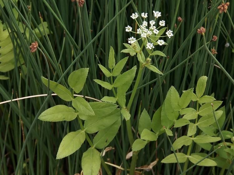 Sium latifolium Greater Water Parsnip Sium latifolium Flowers NatureGate