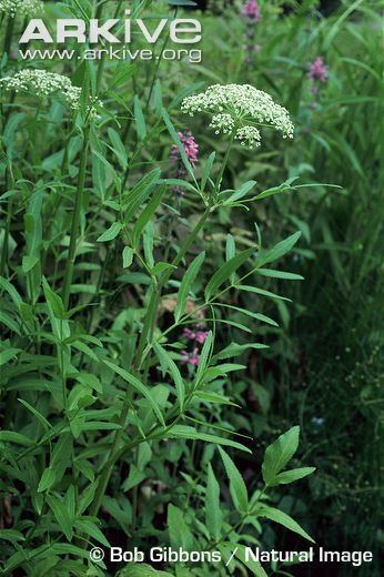 Sium latifolium Greater waterparsnip videos photos and facts Sium latifolium