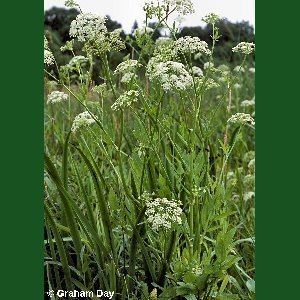 Sium latifolium Sium latifolium L Great Waterparsnip Flora of Northern Ireland
