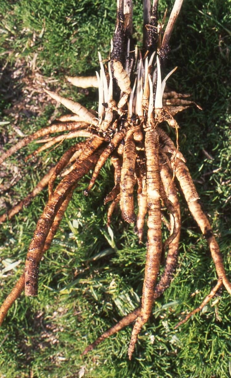 Sium sisarum Skirret Sium sisarum delicous edible tubers