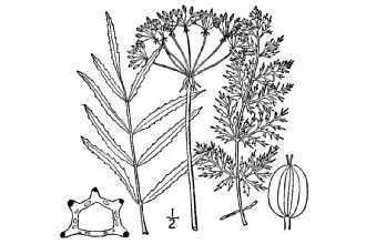 Sium suave Plants Profile for Sium suave hemlock waterparsnip
