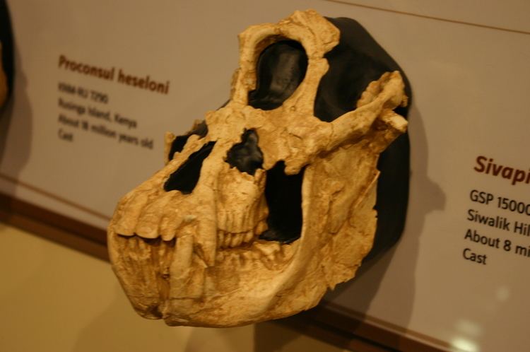 Sivapithecus Sivapithecus Wikiwand