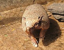 Six-banded armadillo Sixbanded armadillo Wikipedia