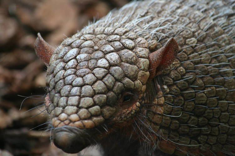 Six-banded armadillo Sixbanded armadillo ZooChat