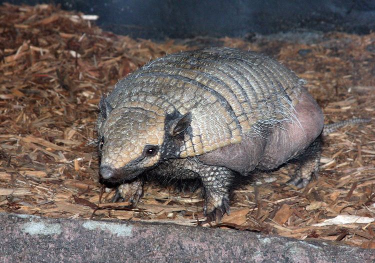 Six-banded armadillo Sixbanded Armadillo The Cincinnati Zoo amp Botanical Garden