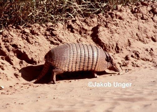 Six-banded armadillo Genus Euphractus