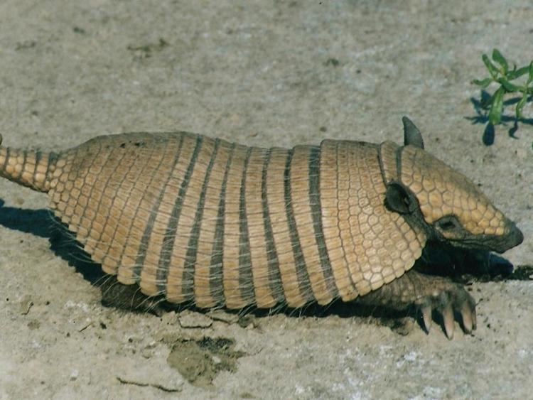 Six-banded armadillo wwwfaunaparaguaycomimagesEuphractus20sexcinct