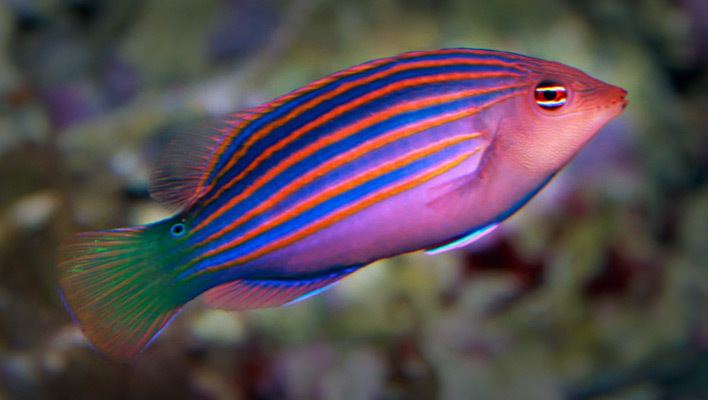 Six-line wrasse The Psychedelic Sixline Wrasse