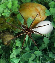 Six-spotted fishing spider httpsuploadwikimediaorgwikipediacommonsthu