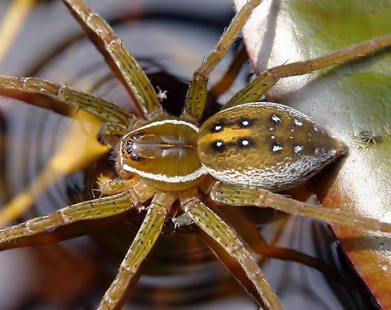 Six-spotted fishing spider Dolomedes triton Sixspotted Fishing Spider Dolomedes triton