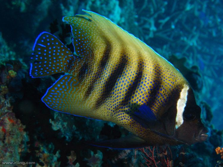 Sixbar angelfish Pomacanthus sexstriatus