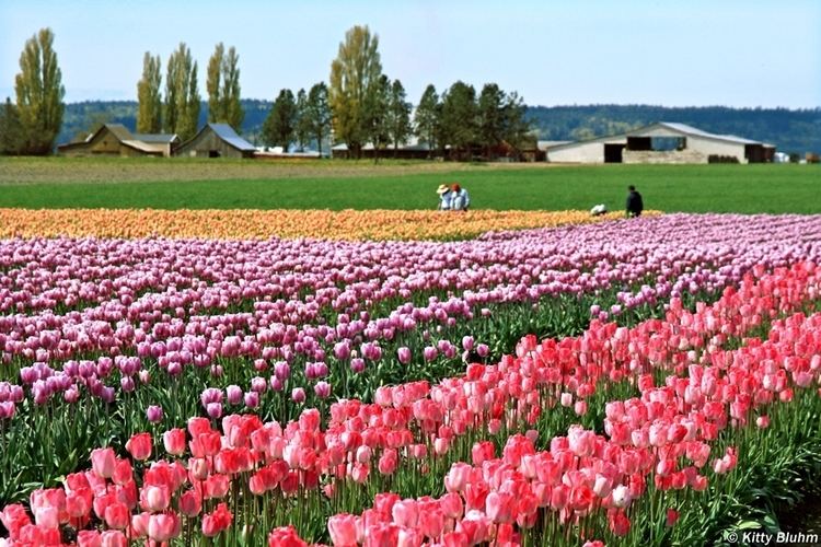 Skagit Valley Tulip Festival Alchetron, the free social encyclopedia