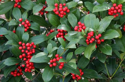 Skimmia japonica Skimmia japonica Wild About Gardens